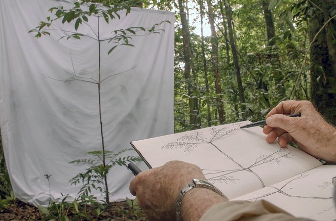 Život v pralese - Z filmu
