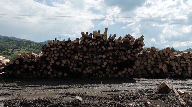 Nezákonná těžba dřeva - skandální odhalení - Z filmu