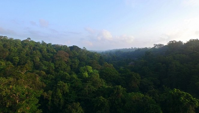 Tajný život lesů - Guyane, l’eldorado vert - Z filmu