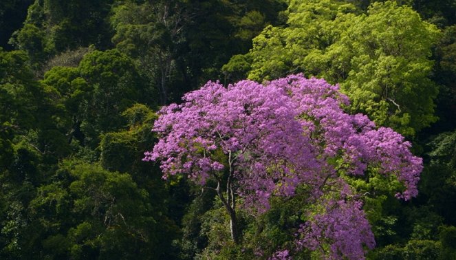 Tajný život lesů - Guyane, l’eldorado vert - Z filmu
