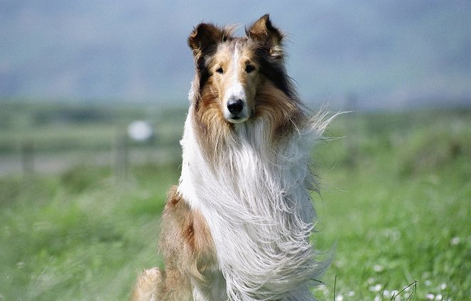 Lassie - Z filmu - Mason