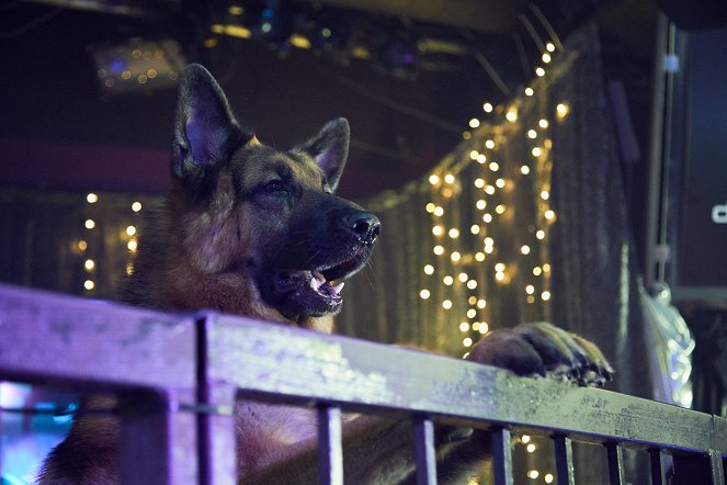 Hudson a Rex - Starý pes a nové kousky - Z filmu - pes Diesel vom Burgimwald