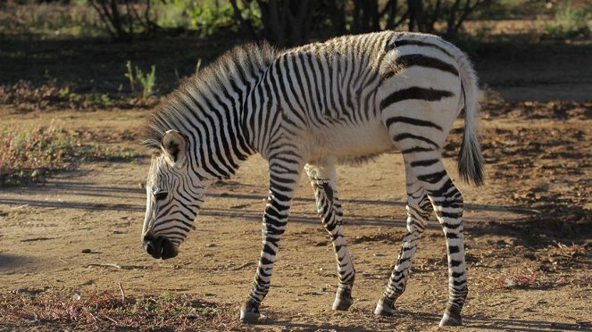 Paula und die wilden Tiere - Eine Herde für Zebra Benny - Z filmu