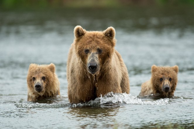 Svět přírody - Nelehký život medvědů - Z filmu