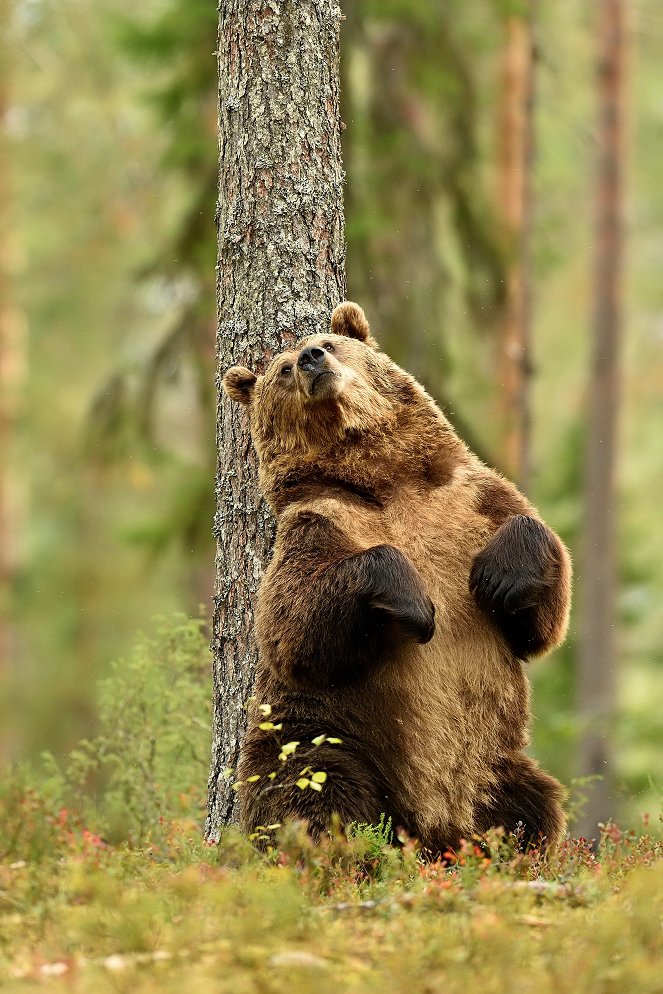 Svět přírody - Nelehký život medvědů - Z filmu