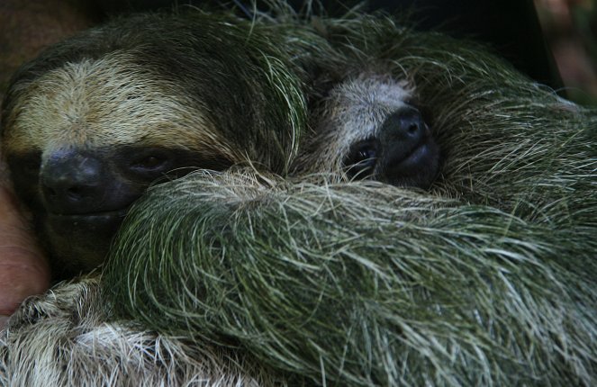 Příliš pomalí pro tento svět – kostaričtí lenochodi - Z filmu