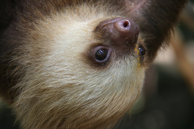 Příliš pomalí pro tento svět – kostaričtí lenochodi - Z filmu