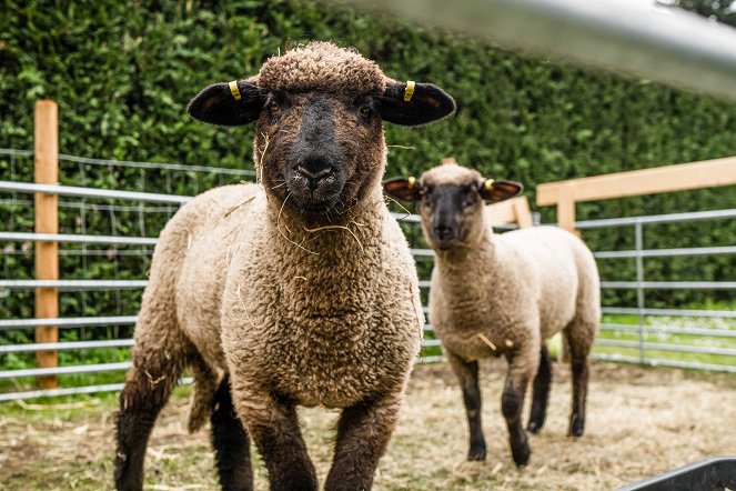 GewissensBISSE? Das Fleischexperiment - Z filmu