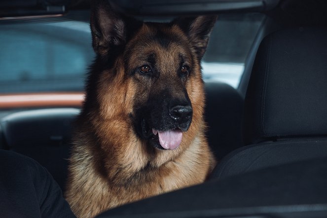 Hudson a Rex - Manhunt - Z filmu - pes Diesel vom Burgimwald