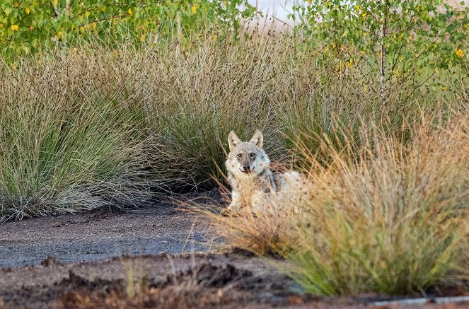 Deutschlands neue Wildnis - Z filmu