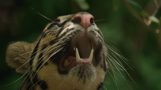 Thajské divoké kočky - Z filmu