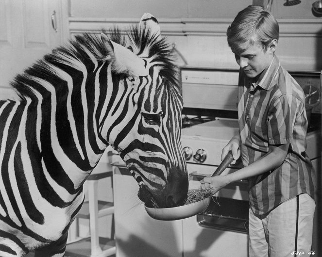 Zebra in the Kitchen - Z filmu