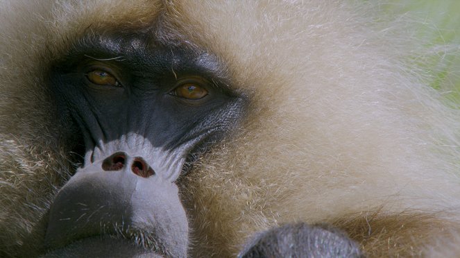 V zemi primátů - Z filmu