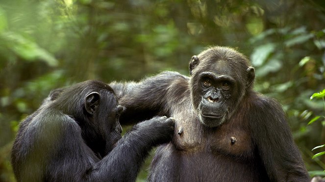 Námluvy ve světě zvířat - Džungle - Z filmu