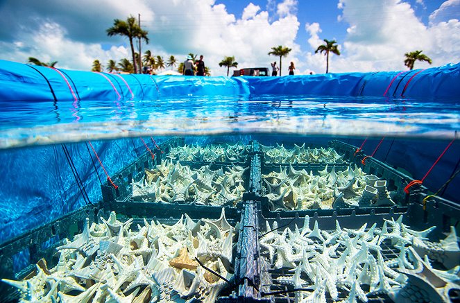 Paradiese aus Menschenhand - Die Korallenretter der Karibik - Z filmu