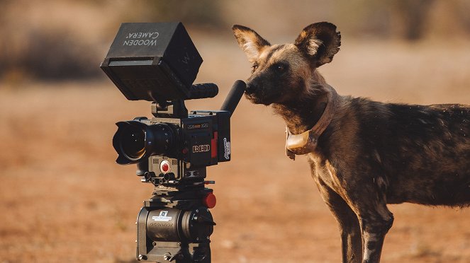 Dcery a synové divočiny - Lyca - Z filmu