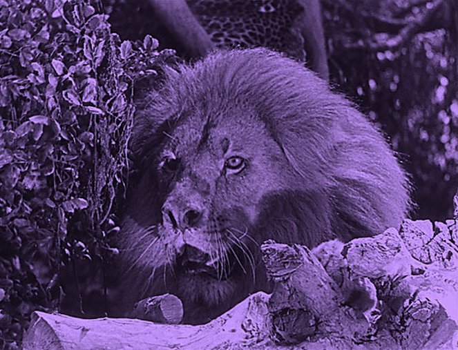 Tarzan a zlatý lev - Z filmu