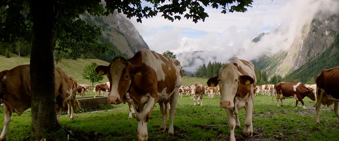 ZDFzeit: Die Wahrheit über unsere Landwirtschaft - Von Geldgier, Investoren und Getreide - Z filmu