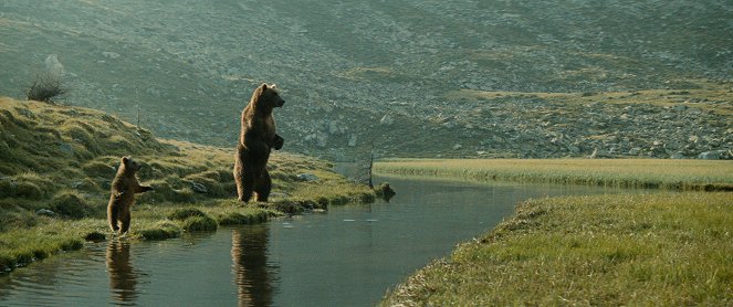 Medveď - Z filmu - medvěd Youk, medvěd Bart