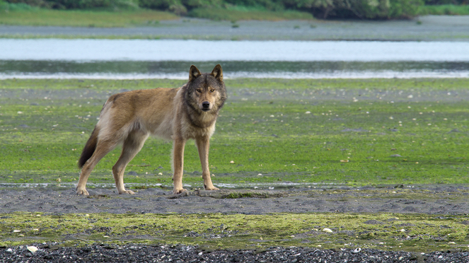 Ostrov pobřežních vlků - Léto - Z filmu