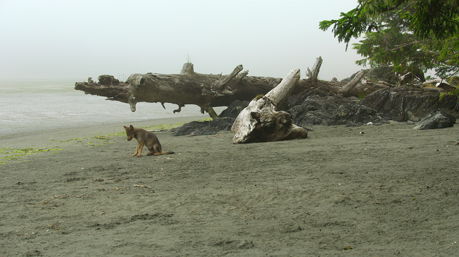 Ostrov pobřežních vlků - Léto - Z filmu