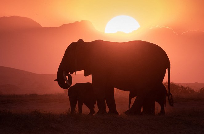 David Attenborough: Zvířecí dynastie - Série 2 - Sloni - Z filmu