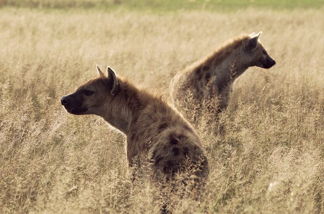 David Attenborough: Zvířecí dynastie - Série 2 - Hyeny - Z filmu
