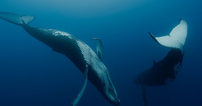 Národ velryb - Z filmu