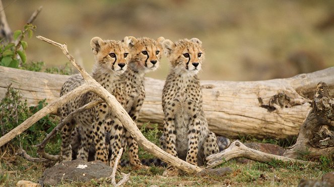 Serengeti - Změna - Z filmu