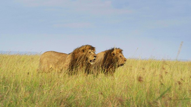 Serengeti - Obnova - Z filmu