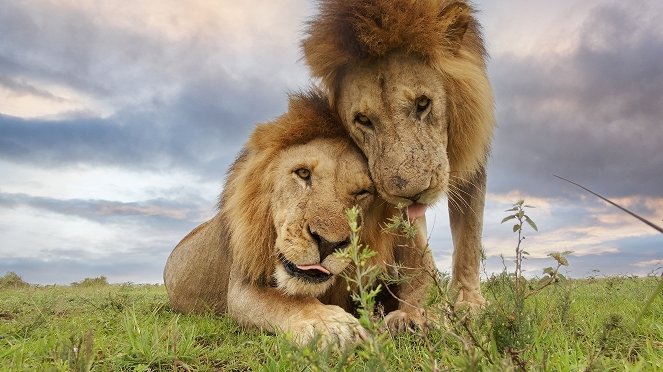 Serengeti - Moc - Z filmu