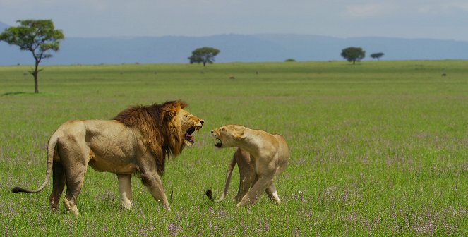 Serengeti - Velké završení - Z filmu