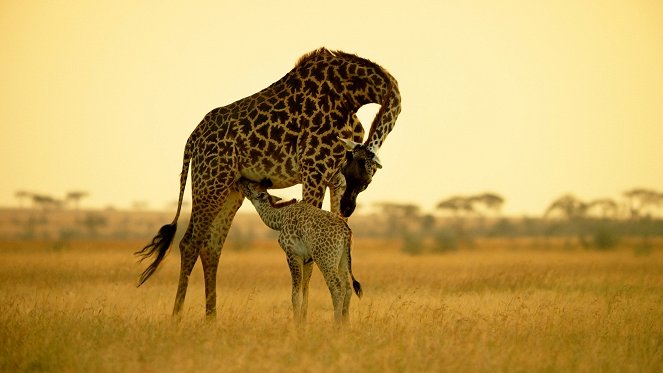 Serengeti - Velké završení - Z filmu