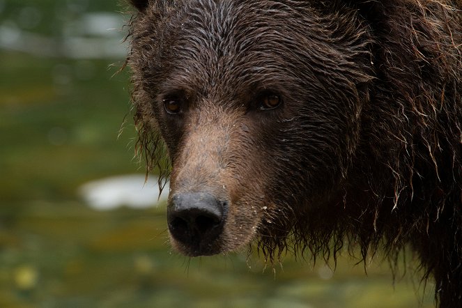 Zvířecí giganti - Medvěd grizzly - Z filmu