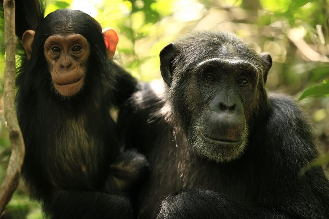 Šimpanzí říše - Z filmu