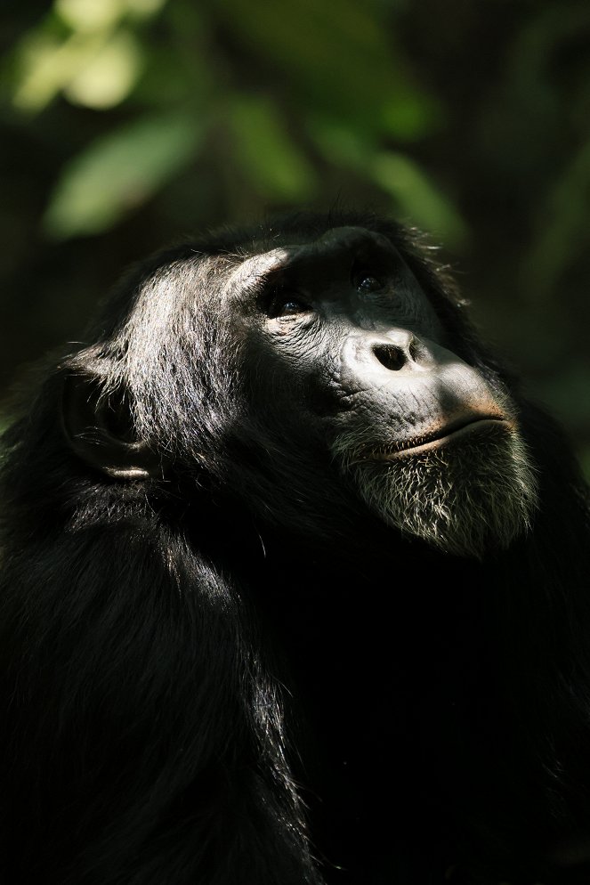 Šimpanzí říše - Z filmu