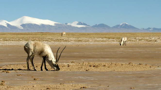 Říše čínské divočiny - L'Odyssée des antilopes du Tibet - Z filmu