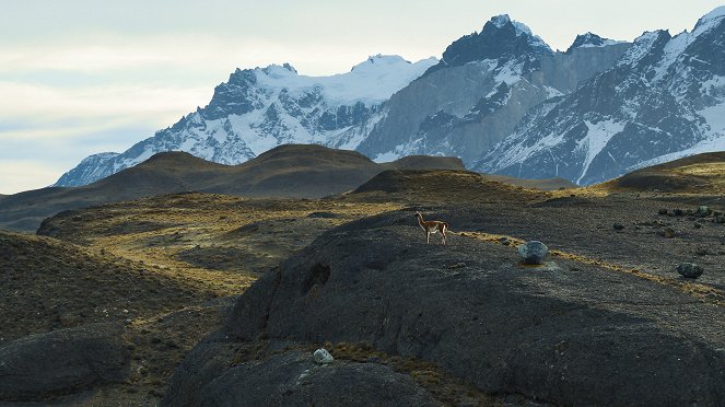 Zvířata zblízka s Bertiem Gregorym - Patagonská puma - Z filmu