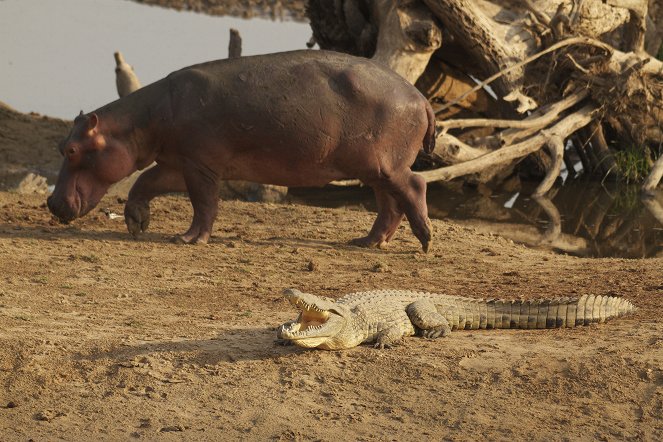 Hroch versus krokodýl - Z filmu