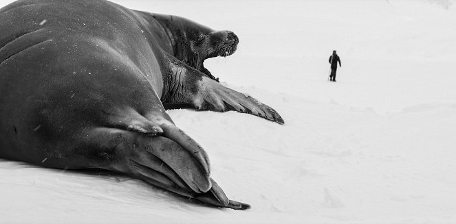 Volání Antarktidy - Z filmu