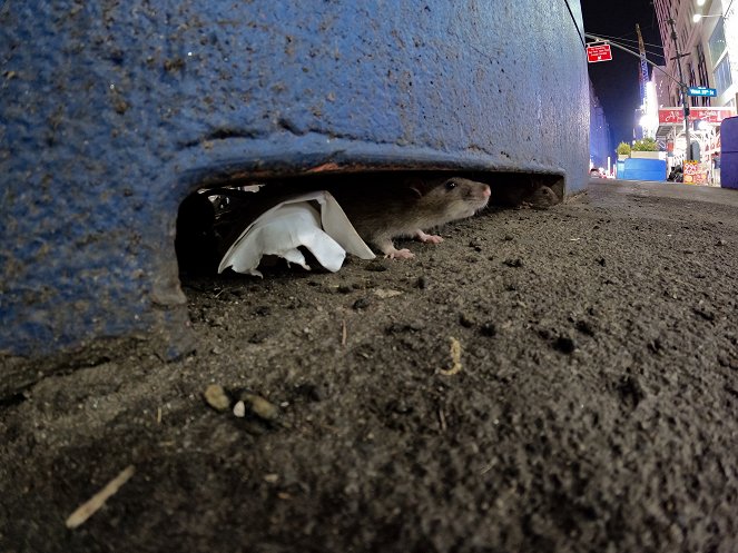 Wissen hoch 2 - Das erstaunliche Leben der Ratten – Unterwegs in Rat City - Z filmu