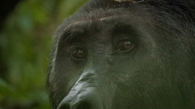 Universum: Expedition Gorilla - Z filmu