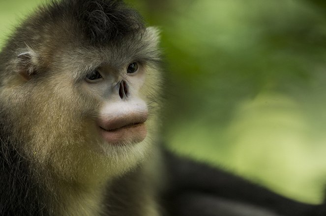Záhadné opice ze zemského ráje - Z filmu