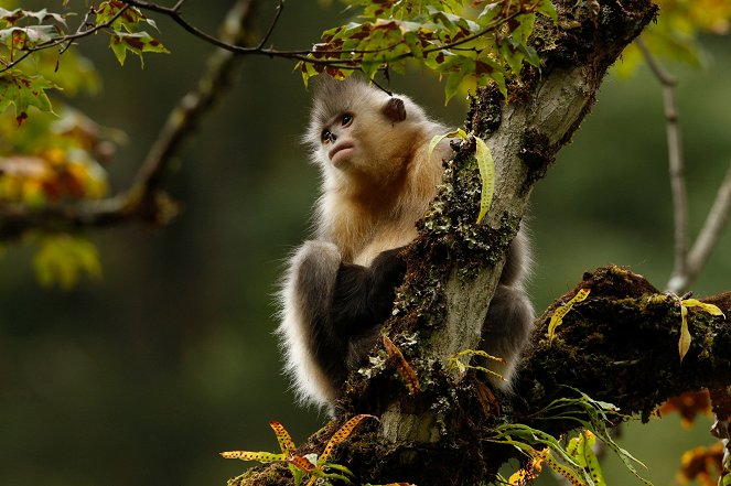 Záhadné opice ze zemského ráje - Z filmu