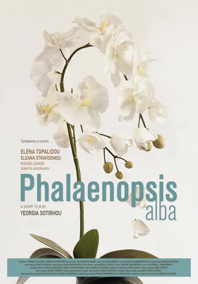 Phalaenopsis Alba - Plakáty