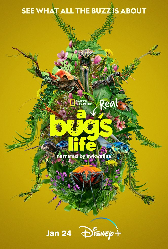 Skutečný život brouka - Série 1 - Plakáty