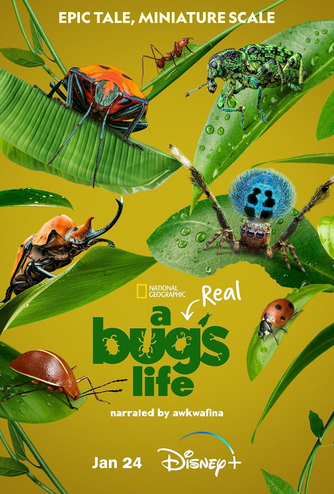 Skutečný život brouka - Série 1 - Plakáty