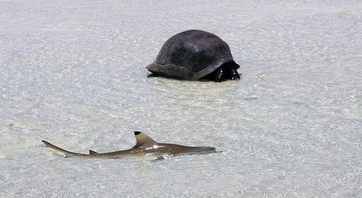 Aldabra: Byl jednou jeden ostrov