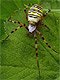 Argiope