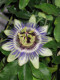 Passiflora